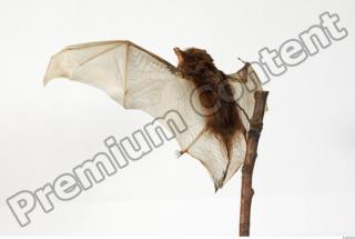 European Bat - Barbastella barbastellus 0022